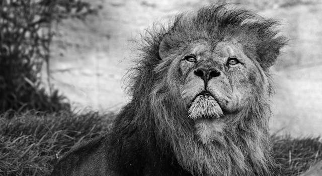 tame the lion within